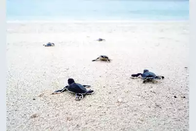 2416 Racquet Club Drive, Seabrook Island, SC 29455 - Photo 119