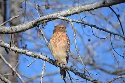 3582 Heathermoor Court, Mount Pleasant, SC 29466 - Photo 43