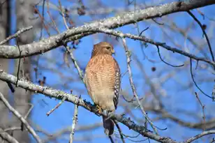 3582 Heathermoor Ct, Mount Pleasant, SC 29466 - Photo 43