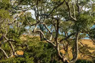 118 Fairbanks Oak Alley, Charleston, SC 29492 - Photo 23