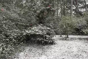 704 Carn St, Walterboro, SC 29488 - Photo 37