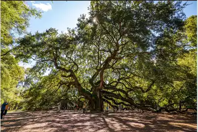 414 Caledon Court, Johns Island, SC 29455 - Photo 39