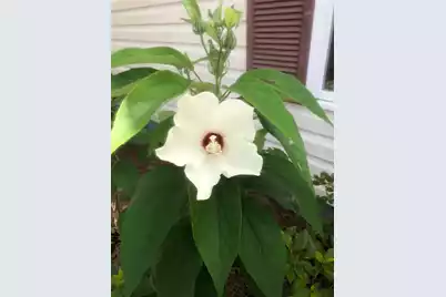 3348 Island Estates Drive, Johns Island, SC 29455 - Photo 37