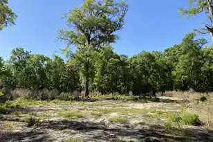 6079 Josie Ridge Rd, Wadmalaw Island, SC 29487 - Photo 1