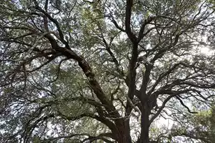 1645 Cuffy Ln, Charleston, SC 29412 - Photo 17