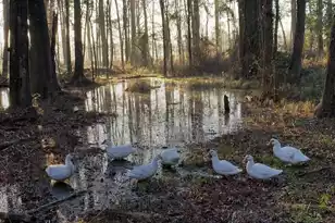 2407 Old State Rd, Cameron, SC 29030 - Photo 57