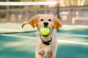 2724 Tidal Ln, Johns Island, SC 29455 - Photo 11