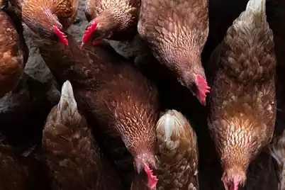 5004 Saltspray Lane, Johns Island, SC 29455 - Photo 11