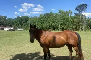 163 Keans Neck Rd, Seabrook, SC 29940 - Photo 31