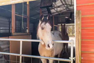 371 Rhode Drive, Cottageville, SC 29435 - Photo 9