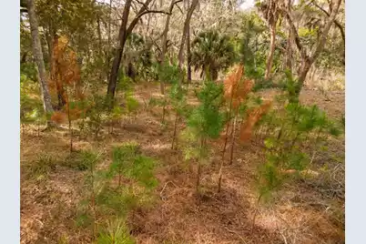 8462 Saint Pierre Creek Drive, Edisto Island, SC 29438 - Photo 9