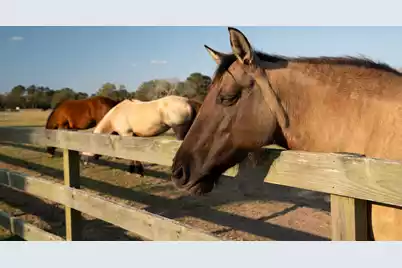 2105 Loblolly Lane, Seabrook Island, SC 29455 - Photo 67