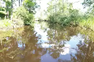 538 Castlebury Rd, Walterboro, SC 29488 - Photo 41