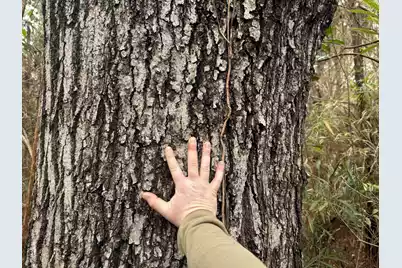 9750 Cottageville Highway, Cottageville, SC 29435 - Photo 59