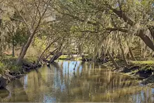 6411 China Back Ln, Meggett, SC 29449 - Photo 53