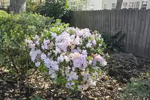 104 Pristine Ct, Summerville, SC 29485 - Photo 47