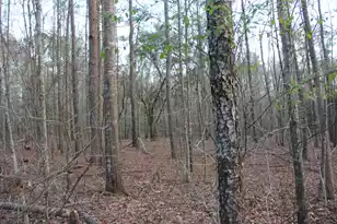 6611 North Rd, North, SC 29112 - Photo 7