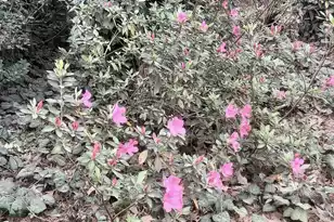 102 Wessex Terrace, Summerville, SC 29485 - Photo 73