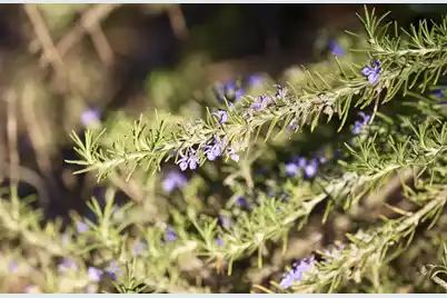 4559 Smoak Road, Meggett, SC 29449 - Photo 21