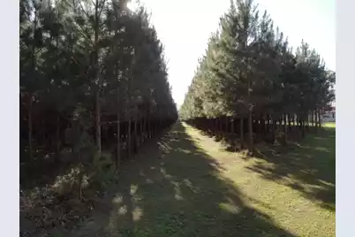 0 Polk Road, Islandton, SC 29929 - Photo 11