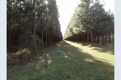 0 Polk Road, Islandton, SC 29929 - Photo 15