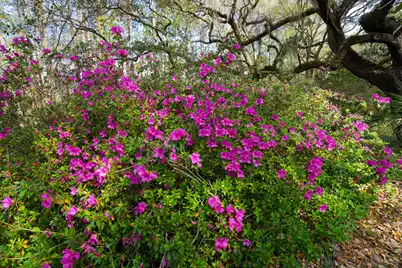7717 White Point Road, Adams Run, SC 29426 - Photo 67