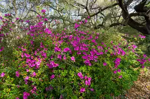 7717 White Point Rd, Adams Run, SC 29426 - Photo 67