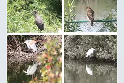 935 Portabella Lane, Charleston, SC 29412 - Photo 9