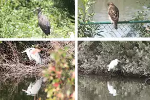 935 Portabella Ln, Charleston, SC 29412 - Photo 9