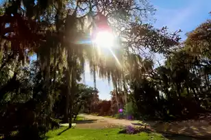 209 Jungle Rd, Edisto Beach, SC 29438 - Photo 9