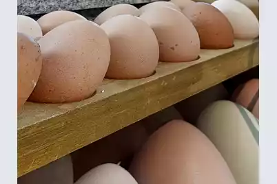 7389 Commodore Road, Hollywood, SC 29449 - Photo 49