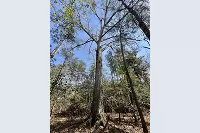 1 Westbury Road, Saint George, SC 29477 - Photo 19