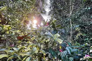 32 1/2 Chapel St, Charleston, SC 29403 - Photo 21