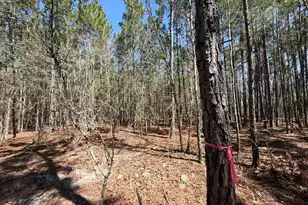 Bhl 12 Boise Cascade #Bhl 12, Bethune, SC 29009 - Photo 19