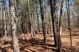 Bhl 13 Boise Cascade #Bhl 13, Bethune, SC 29009 - Photo 23