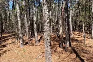 Bhl 13 Boise Cascade #Bhl 13, Bethune, SC 29009 - Photo 21