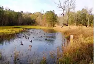 1384 Sandy Landing Ln, Round O, SC 29474 - Photo 39