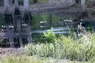 1384 Sandy Landing Ln, Round O, SC 29474 - Photo 41