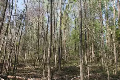 305 Ponderosa Road, Saint Matthews, SC 29135 - Photo 5