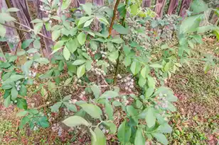 103 Stonewall Ct, Summerville, SC 29483 - Photo 33