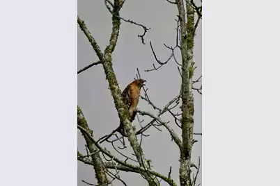 1692 Wharf Ferry Road, Edisto Island, SC 29438 - Photo 53