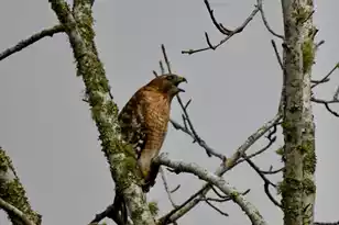 1692 Wharf Ferry Rd, Edisto Island, SC 29438 - Photo 53