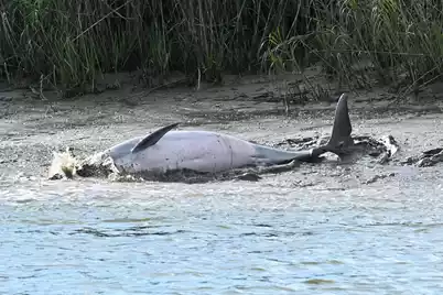 1692 Wharf Ferry Road, Edisto Island, SC 29438 - Photo 51