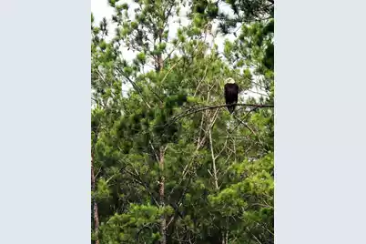 7019 Pumpkinseed Drive, Johns Island, SC 29455 - Photo 33