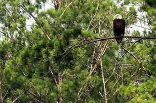 7019 Pumpkinseed Dr, Johns Island, SC 29455 - Photo 33