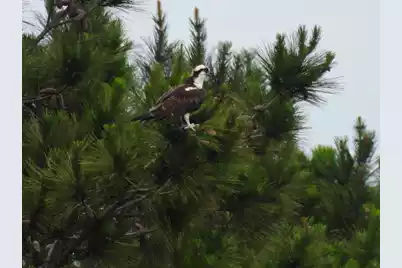 7019 Pumpkinseed Drive, Johns Island, SC 29455 - Photo 35