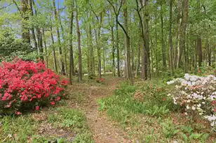 141 Beaverton Ct, Summerville, SC 29485 - Photo 41