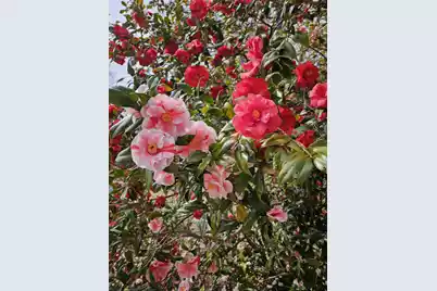 2340 Ashley River Road, Charleston, SC 29414 - Photo 51