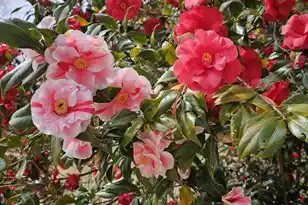 2340 Ashley River Rd, Charleston, SC 29414 - Photo 51