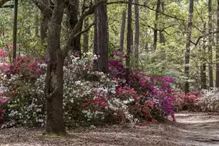 115 Old Postern Rd, Summerville, SC 29483 - Photo 71
